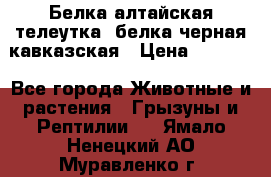 Белка алтайская телеутка, белка черная кавказская › Цена ­ 5 000 - Все города Животные и растения » Грызуны и Рептилии   . Ямало-Ненецкий АО,Муравленко г.